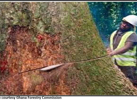 Protecting Our Old Trees – Cut a Tree, Cut History Initiative